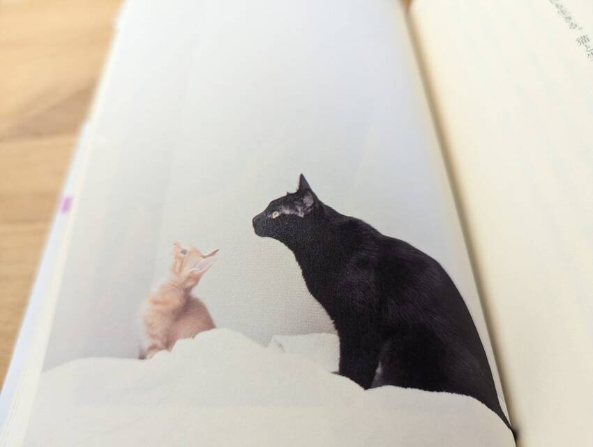 20240812 books nekozawa2