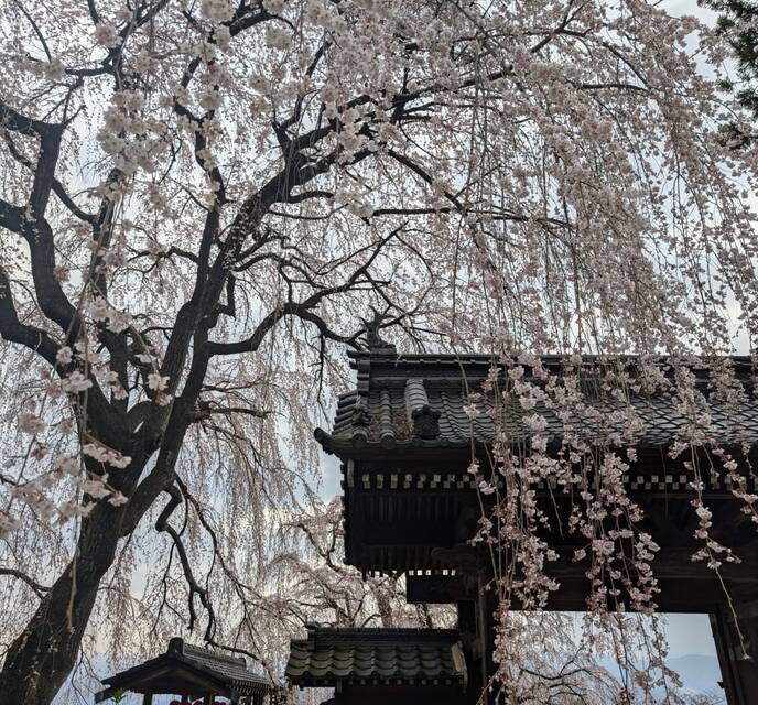 20250412 shinikatagawakaranai book3